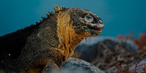 Land Iguana, part of 8-Day Footsteps Back in Time Itinerary aboard Evolution Yacht