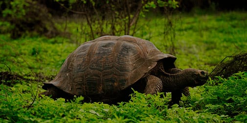 Giant Tortoise, part of 8-Day Following Darwin's Trail Itinerary aboard Grace Yacht