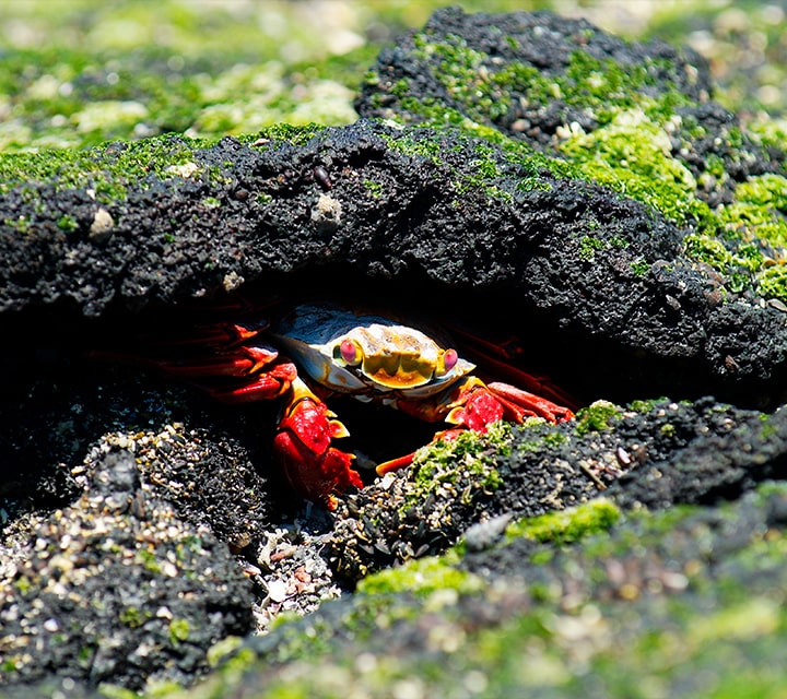 Sally Lightfoot Crab hiding under rocks