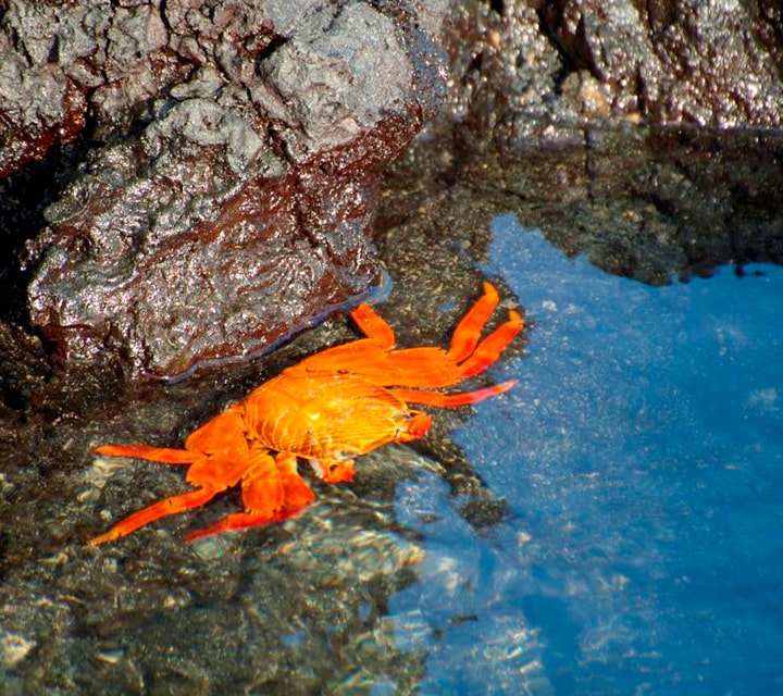 Galapagos Sally Lightfoot Crab in the water