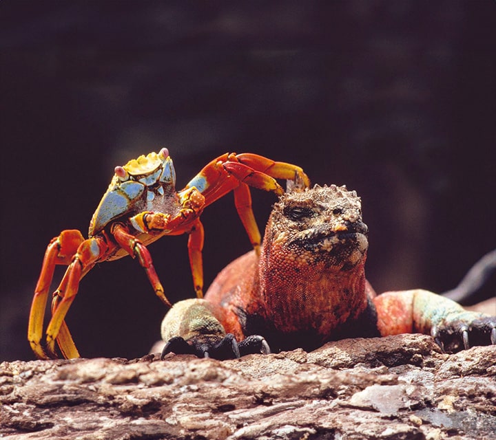 Sally Lightfoot Crab with Marine Iguana