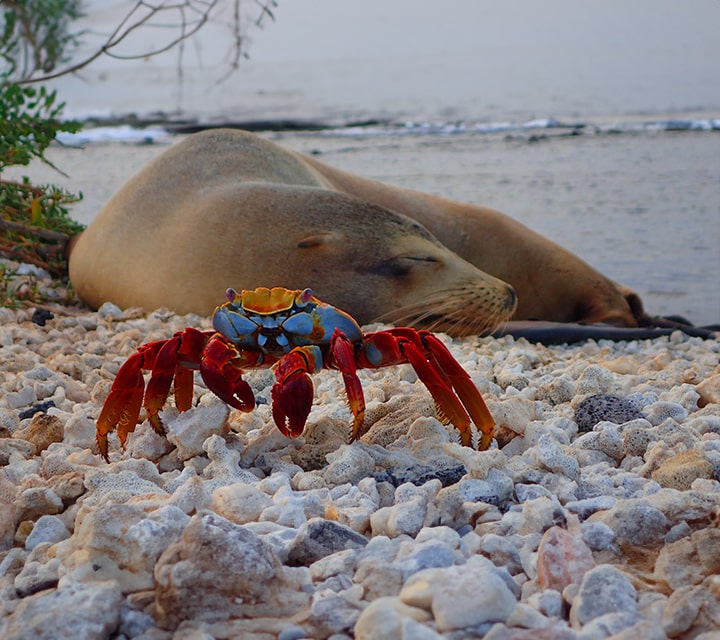 Sally Lightfoot Crab with Sea Lion