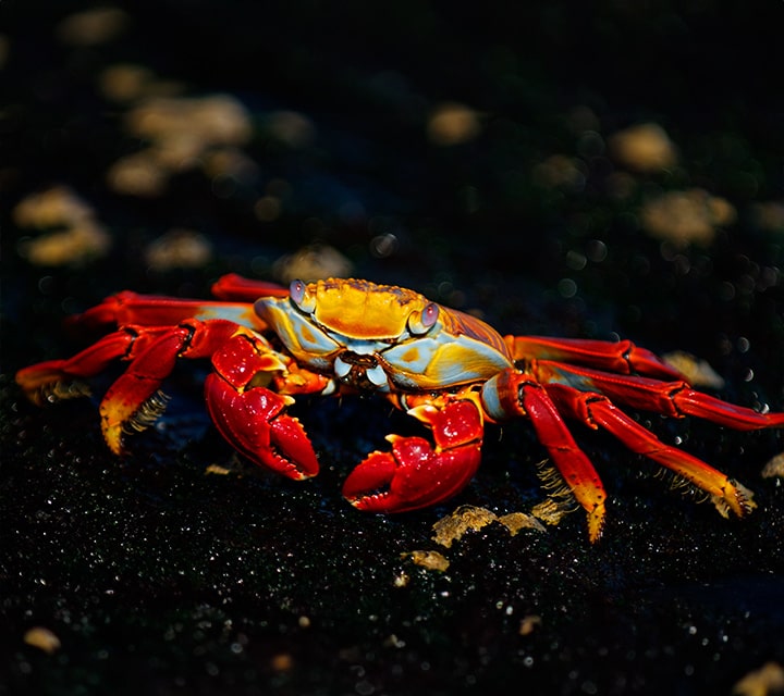 Sally Lightfoot Crab on black sand beach