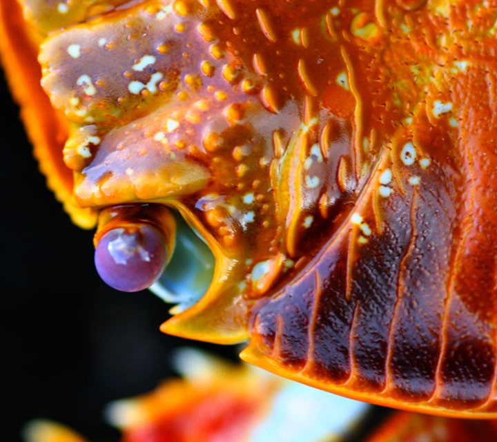 Sally Lightfoot Crab close-up