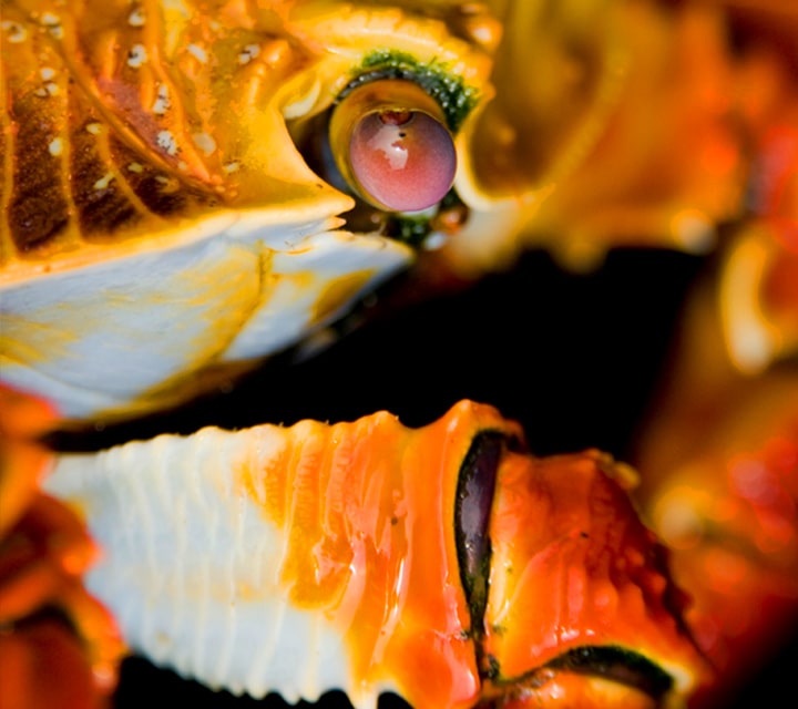 Sally Lightfoot Crab with hardy shells