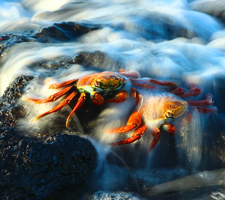Sally Lightfoot Crabs in the water