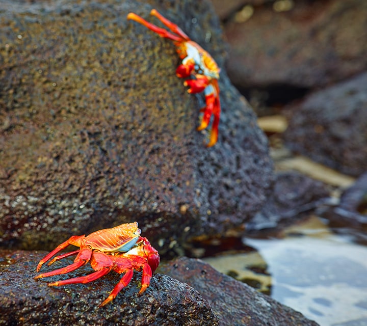 Sally Lightfoot Crabs on land & sea