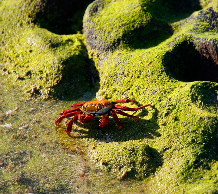 Sally Lightfoot Crab with baby larvae