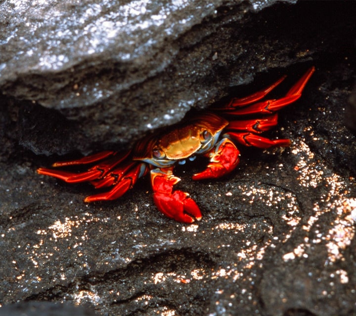 Sally Lightfoot Crab on the Galapagos shore