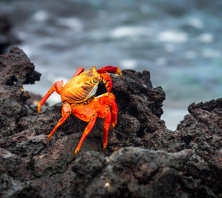 Sally Lightfoot Crabs on Galapagos rocky shores