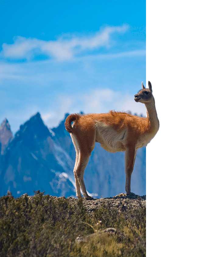 Guanaco in Patagonia in May
