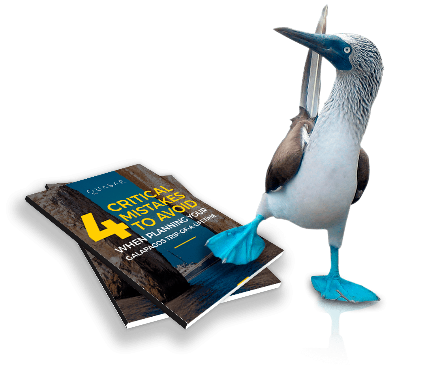 Blue-footed booby with Galapagos cruise guide