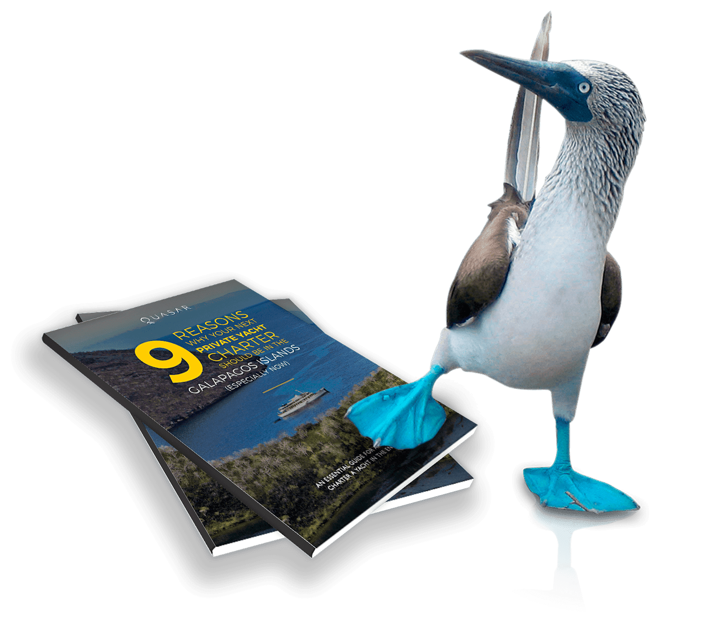 Blue-footed Booby on Galapagos Private Charter Guide