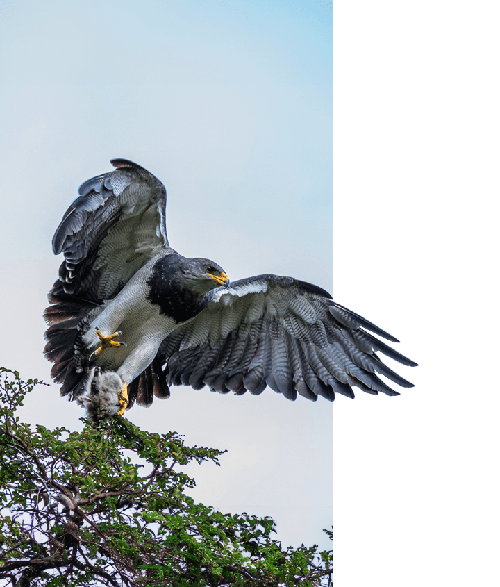 Patagonia Peregrine Falcon