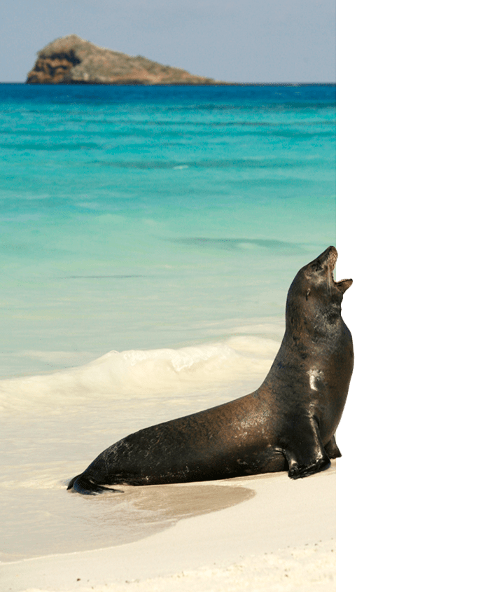 Galapagos Sea Lion cropped