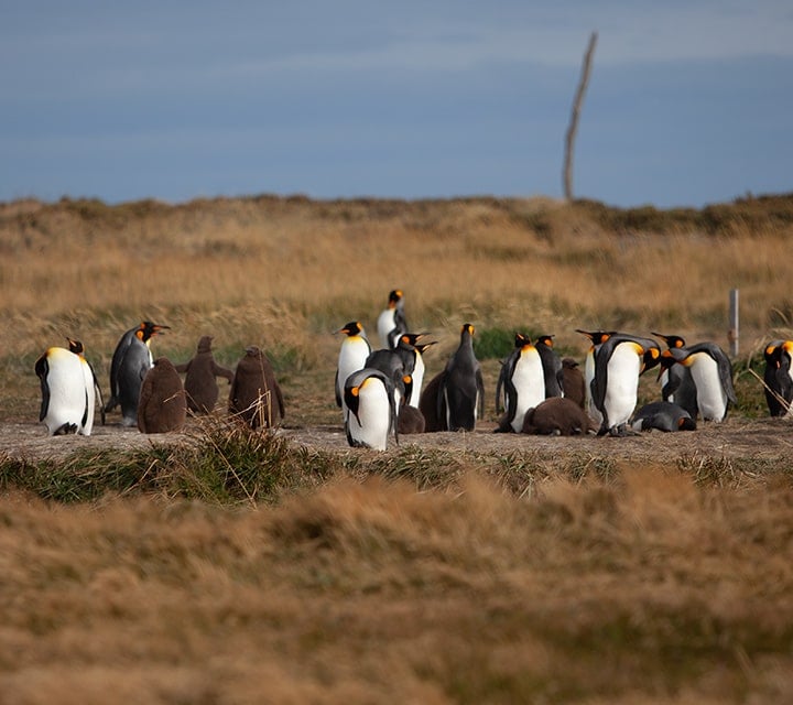 Penguin watching in Patagonia in June
