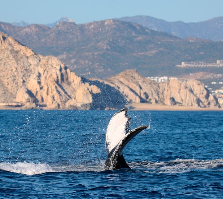 Whale Watching in Puerto Madryn