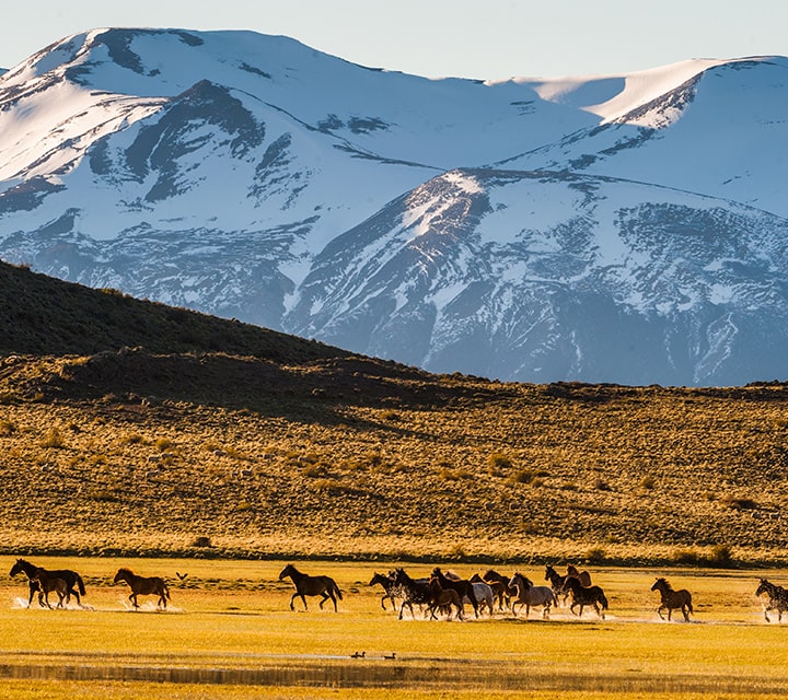Wild horses during July in Patagonia