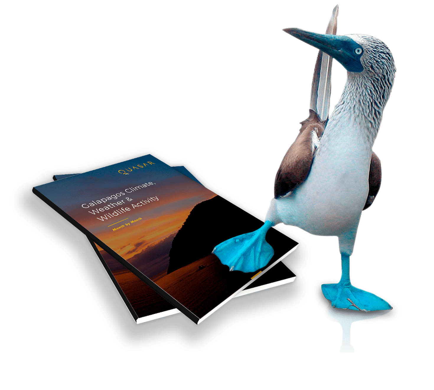 When to Visit Galapagos PDF Guide