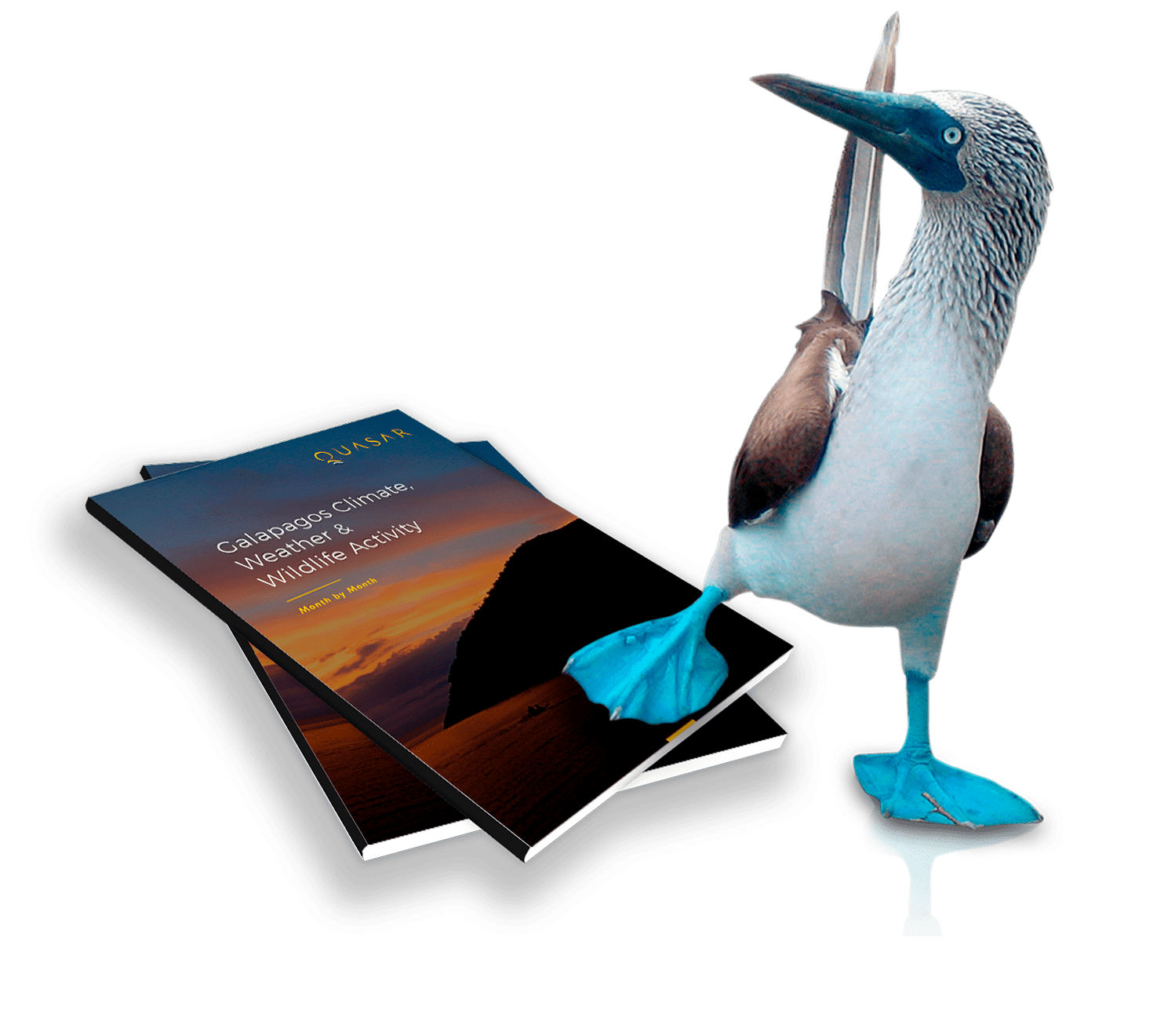 Galapagos Luxury Cruises & Safari-Style Tours | Quasar