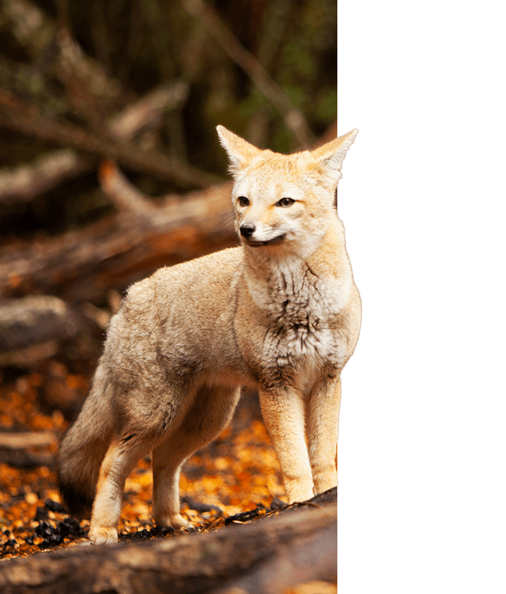 Culpeo Fox in Patagonia