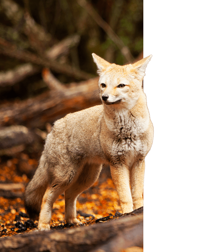 culpeo fox in patagonia