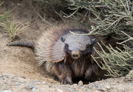 Patagonian Armadillo