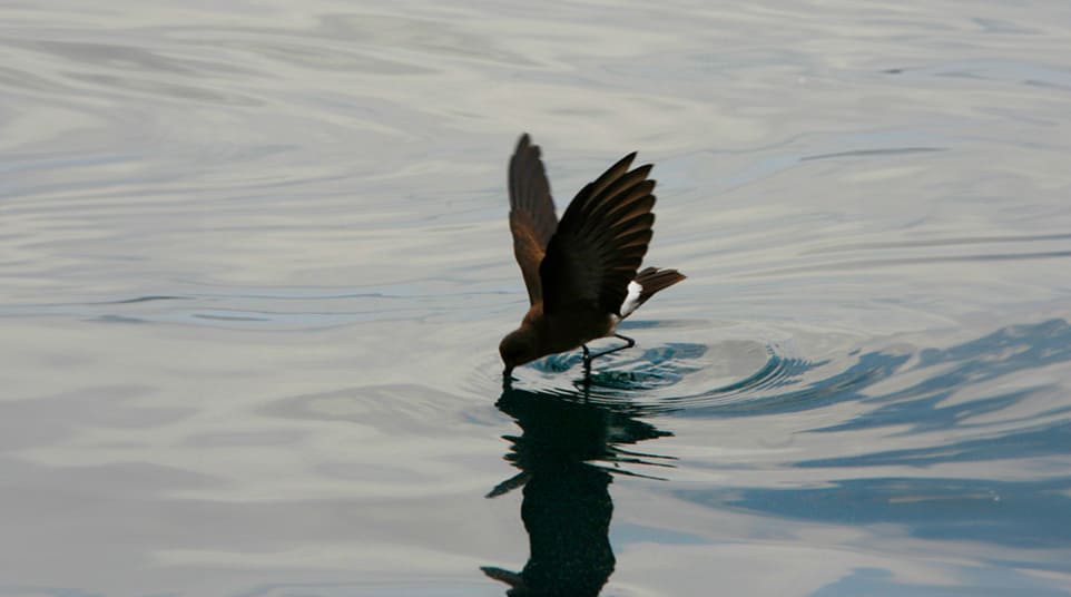Galapagos Elliot's Storm Petrel