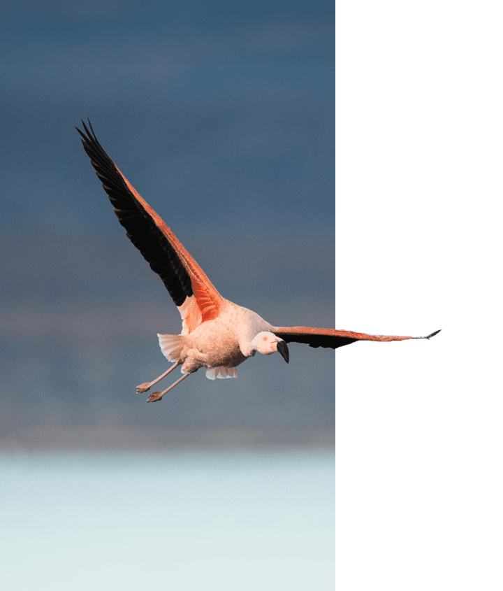 Flamingo in flight