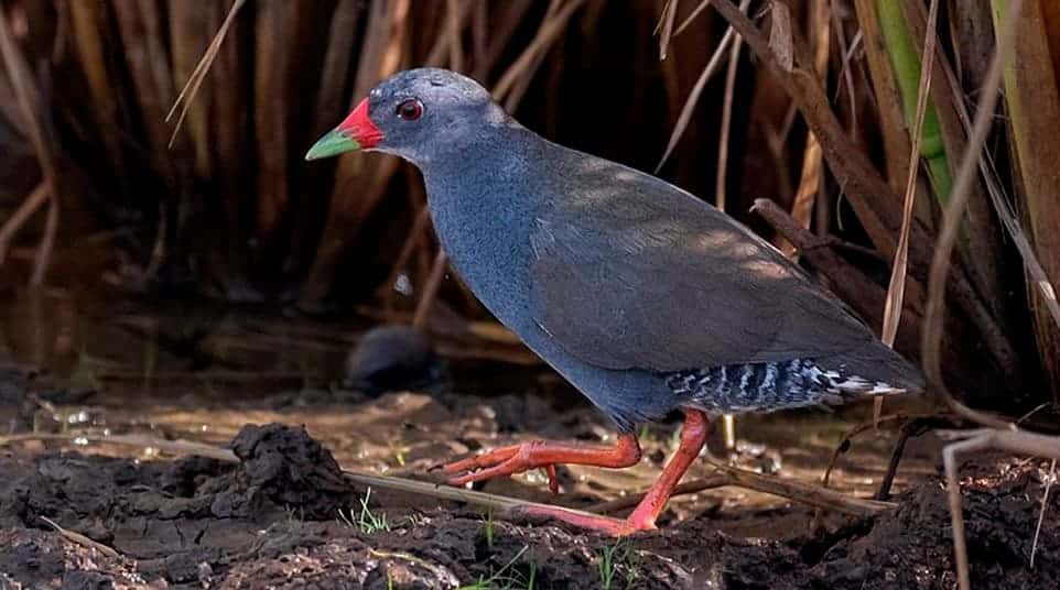 Galapagos Paint-billed Crake Galapagos Paint-billed Crake