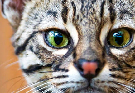 Geoffroys Cat