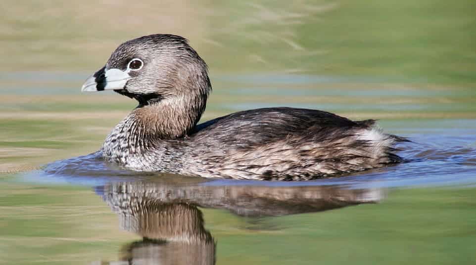 Galapagos Pied-billed Grebe Galapagos Pied-billed Grebe