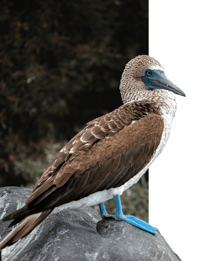 galapagos blue footed booby