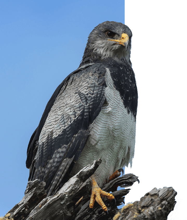 peregrine falcon in patagonia
