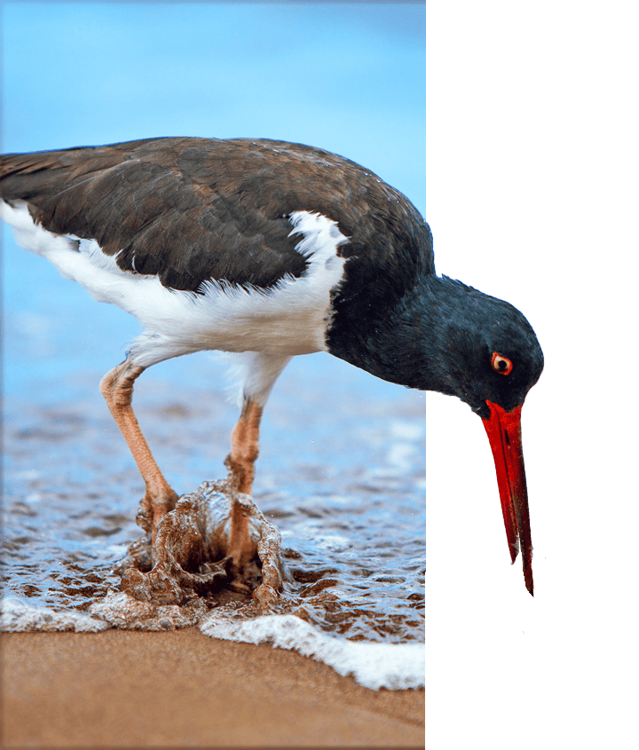 Galapagos Oystercatcher Bird