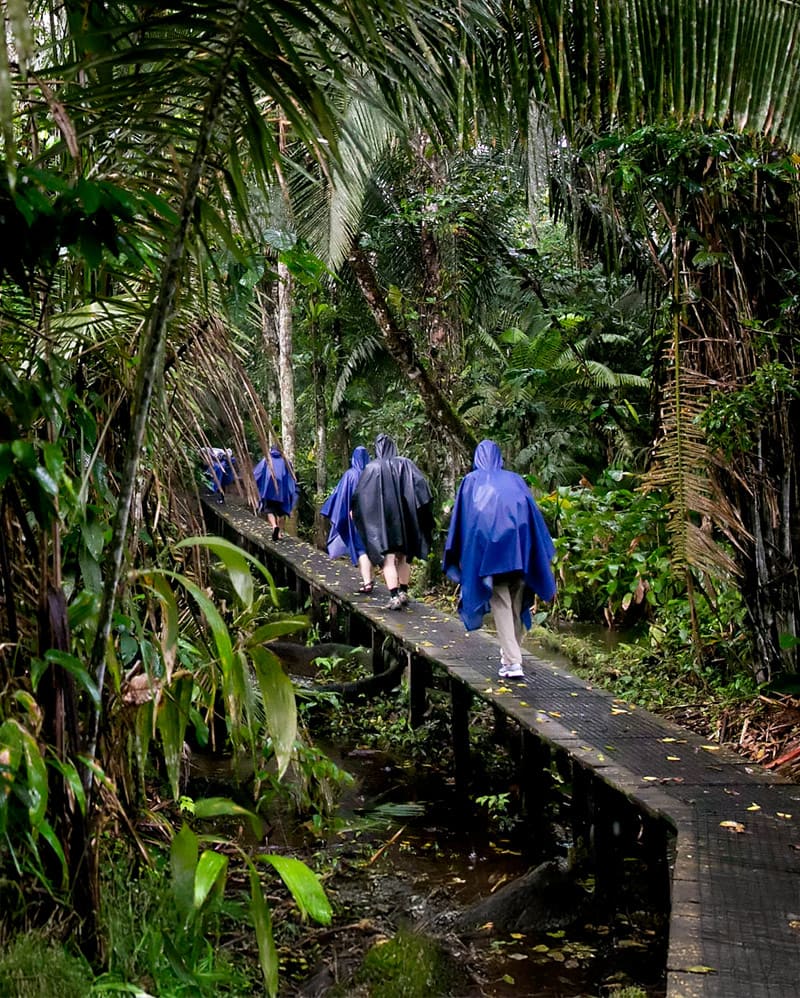 Amazon La Selva Ecolodge Jungle Tour | Quasar Expeditions