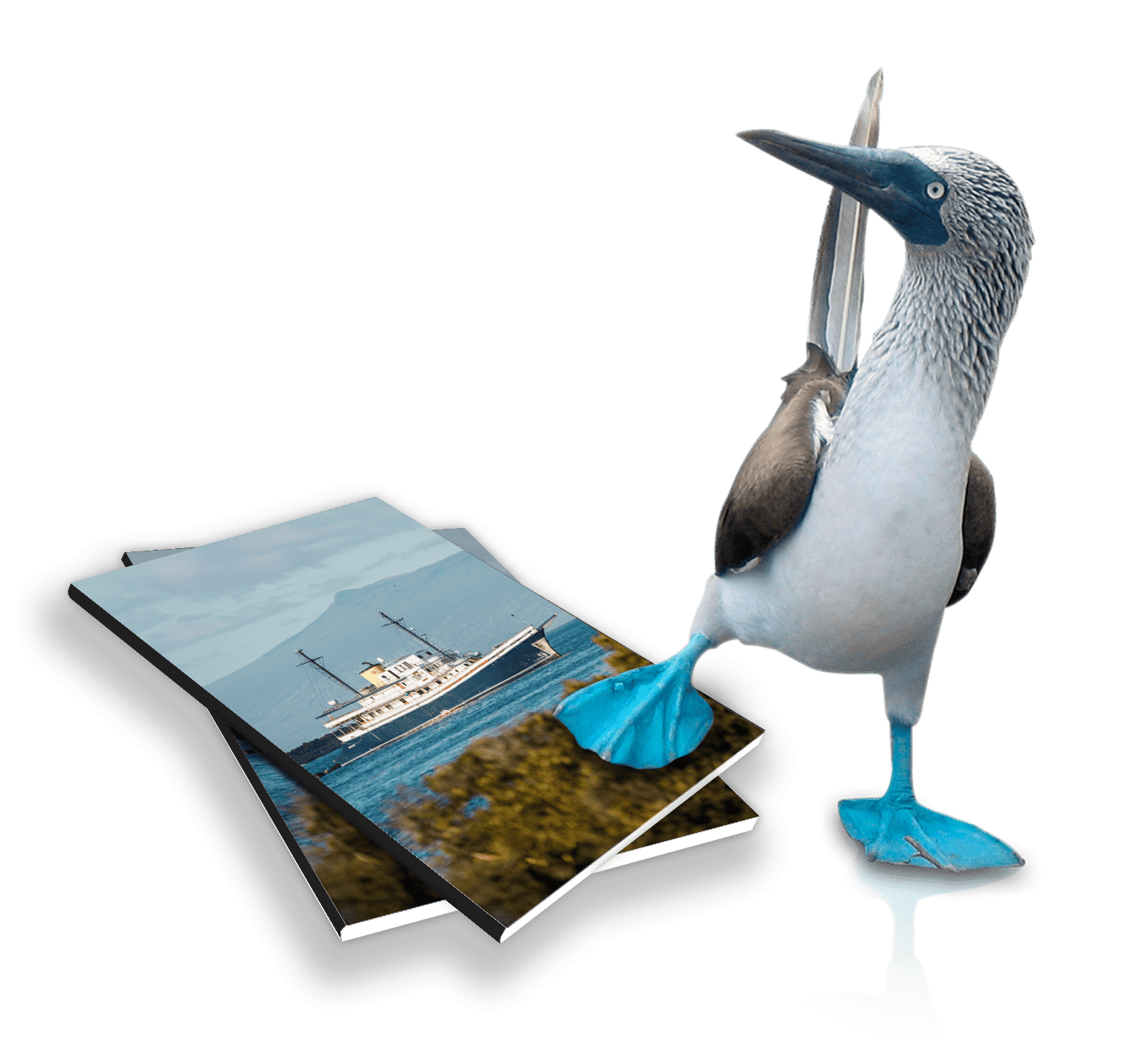 Blue-footed booby with Galapagos cruise guide