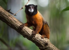 Ecuador Amazon Tour