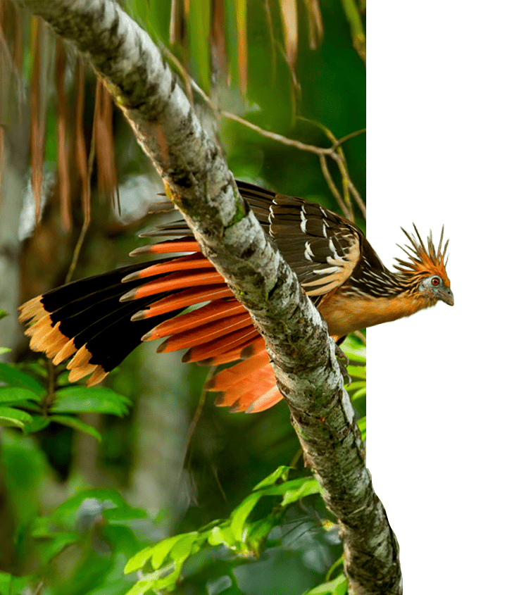 Birds in the Ecuador Amazon Jungle