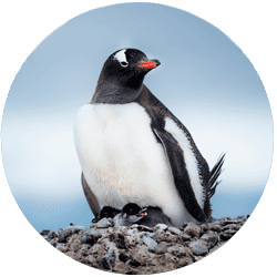 Gentoo Penguin in Antarctica
