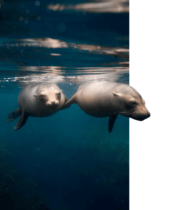 Galapagos Sea Lions swimming next to each other