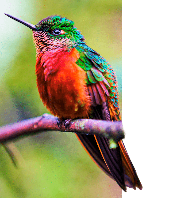 Hummingbird in Ecuador
