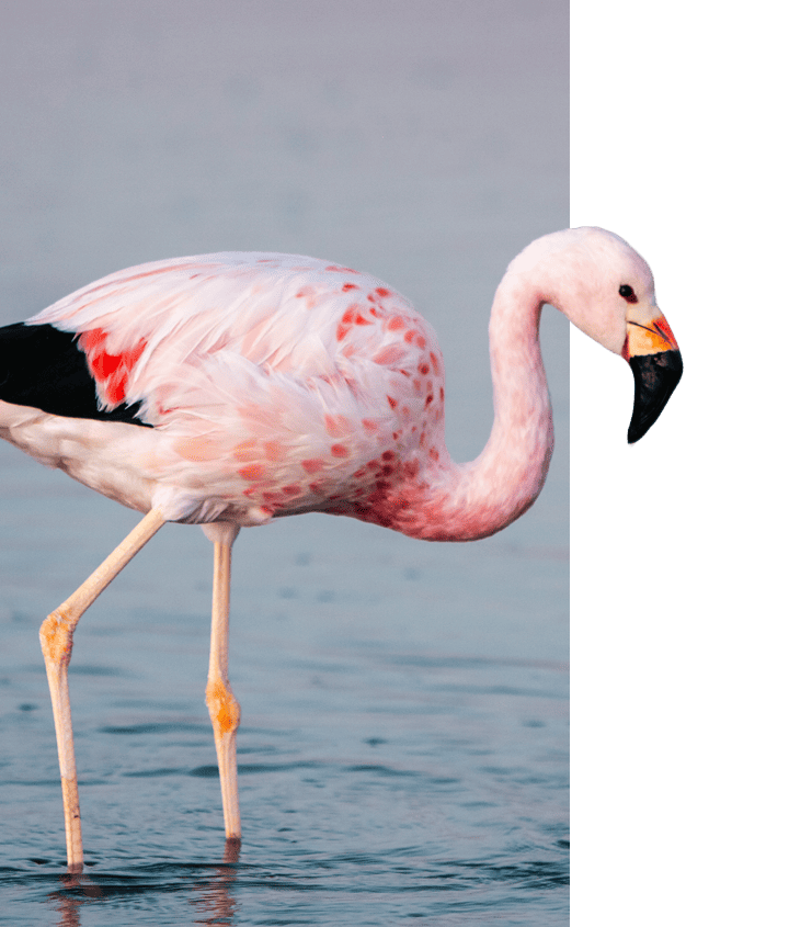 Flamingo at Atacama Desert Flamingo at Atacama Desert