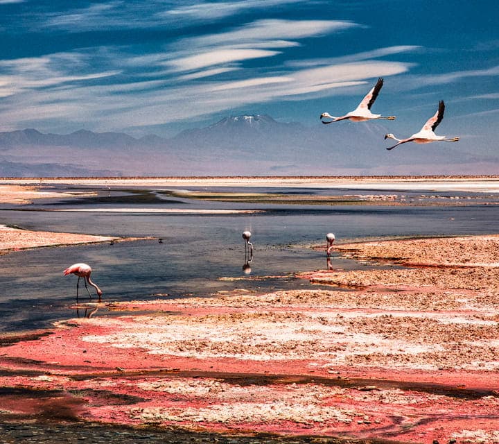 Flamingos flying over Atacama Desert Flamingos flying over Atacama Desert
