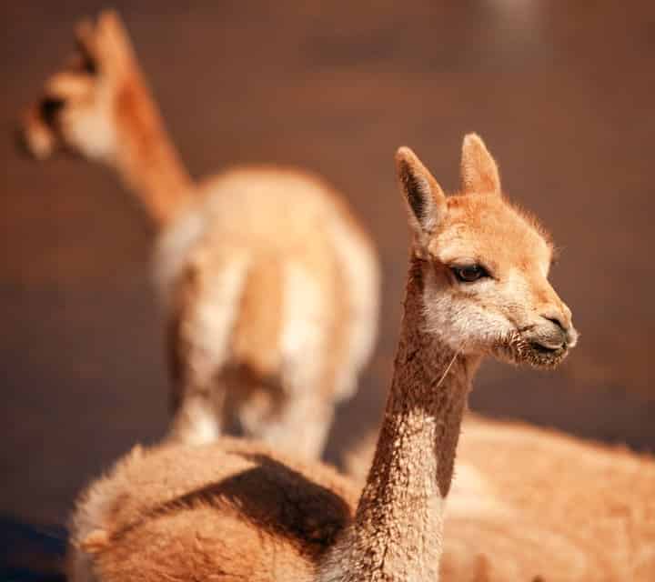 llama-like vicuñas at Atacama Desert llama-like vicuñas at Atacama Desert