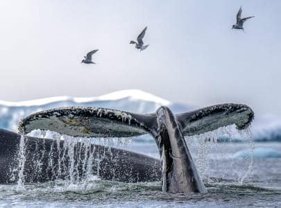 Humpback whale fluke in Antarctica