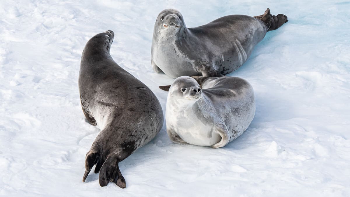 Seals resting on ice in Antarctica Seals resting on ice in Antarctica