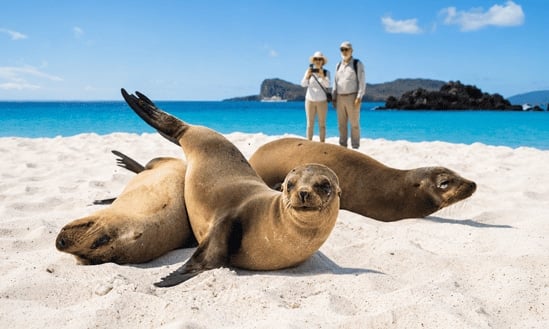 Galapagos sea lions resting on a white sand beach