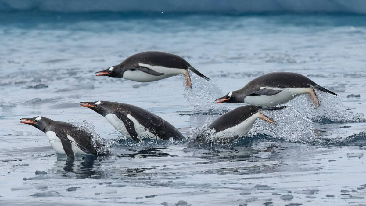 Gentoo Penguins in Antarctica Gentoo Penguins in Antarctica
