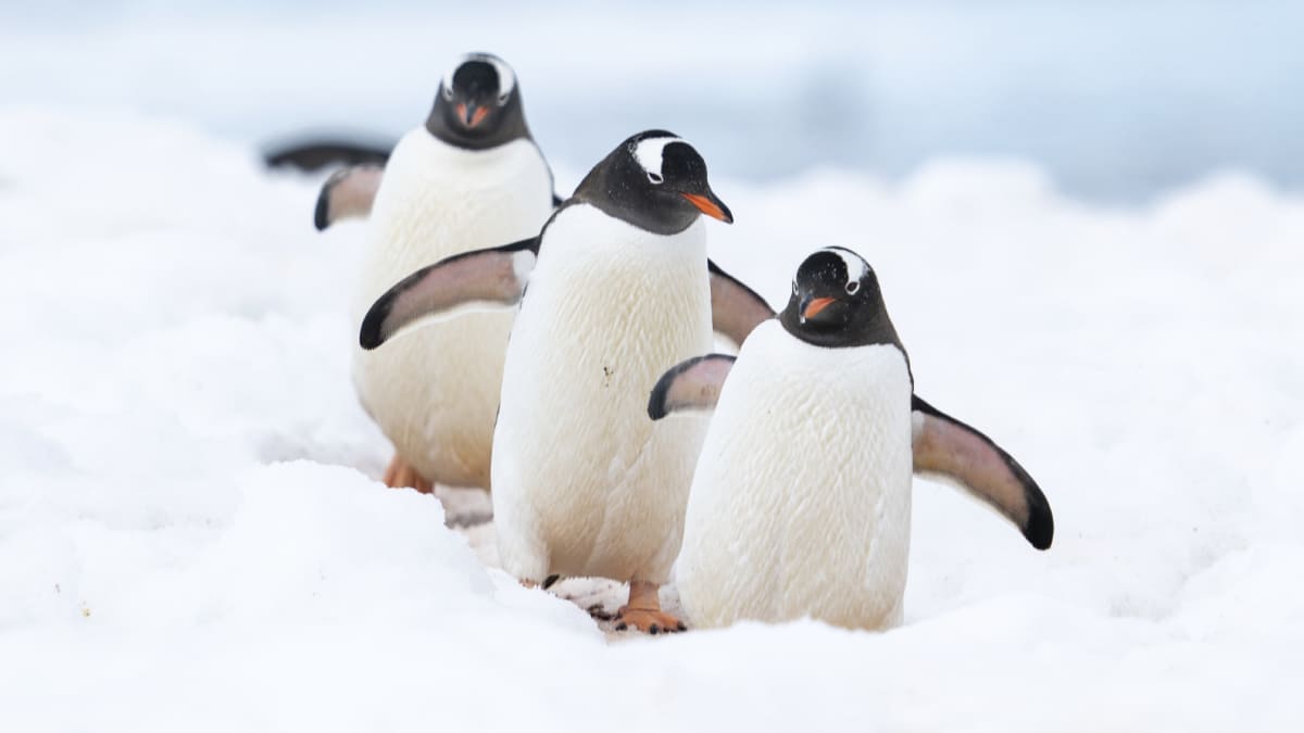Gentoo Penguins walking in snow in Antarctic Gentoo Penguins walking in snow in Antarctica
